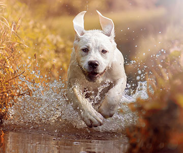 Viele Hunde lieben das Wasser