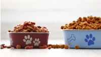 Wie hilfreich ist ein Hundefutter-Test