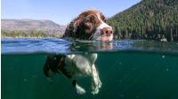 Badeseen für Hunde