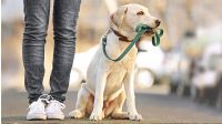 Spazieren mit dem Hund