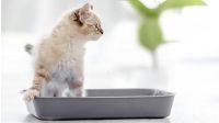 So bekommen Sie Ihre Katze stubenrein!