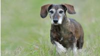 Seniorenfutter für Hunde