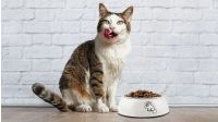 Seniorenkatzenfutter – brauchen alte Katzen spezielles Futter?