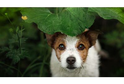 Mythen in der Hundehaltung
