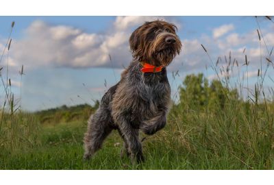 Körpersprache des Hundes