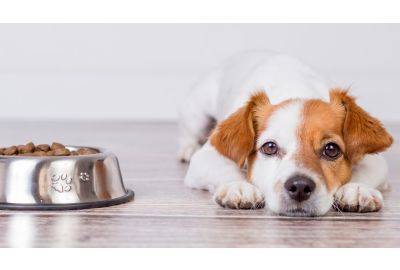 Wenn mein Hund nicht mehr frisst