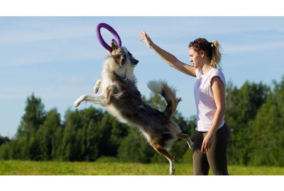 Spieletipps für Hunde