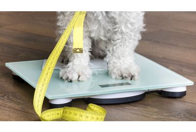 Gewicht des Hundes