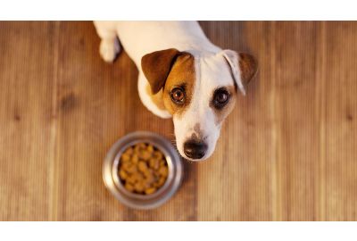 Deklaration von Hundefutter