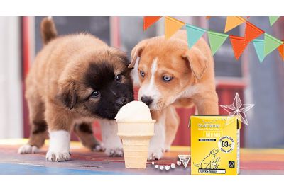 Hunde-Eis selber machen