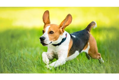 Der Kalorienbedarf des Hundes