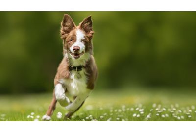 Gesunde Hunde-Gelenke