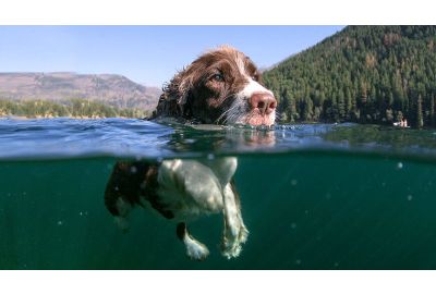 Badeseen für Hunde