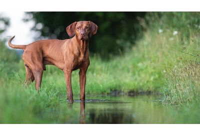 Hund an Wasser gewöhnen