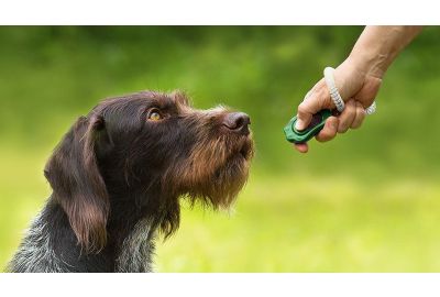 Clickertraining mit Hund