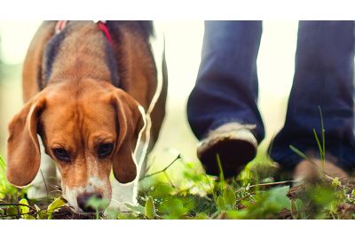 Fährtenarbeit - Freizeitspass für Hund
