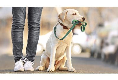 Spazieren mit dem Hund