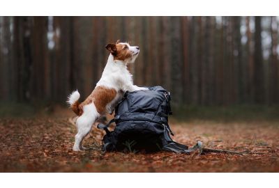 Tipps zum Wandern mit Hund