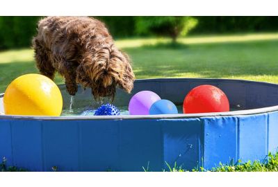 Wasserspiele für Hunde