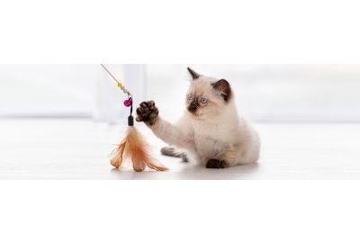 Ideen gegen Langeweile bei Katzen