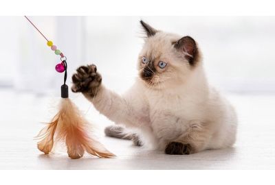 Ideen gegen Langeweile bei Katzen