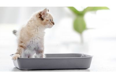 So bekommen Sie Ihre Katze stubenrein!