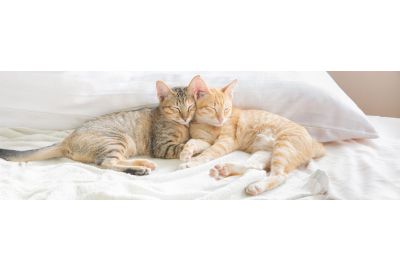 Katzen erfolgreich zusammenführen