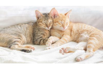 Katzen erfolgreich zusammenführen