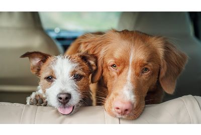 Reisen mit dem Hund