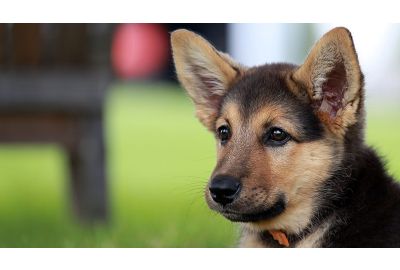 Wie hören Hunde?