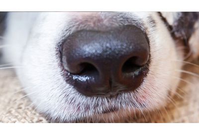 Wie riechen Hunde?