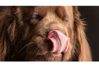 Was schmeckt der Hund?