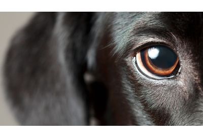 Wie sehen Hunde?