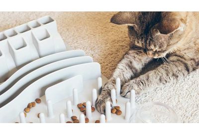 Activity Feeding Katzen