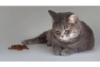 Wenn die Katze nicht frisst
