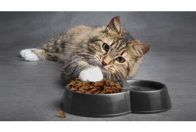 Futterumstellung bei Katzen