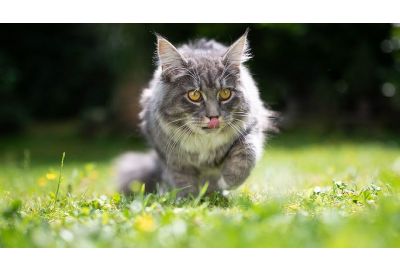 Was braucht ein gutes Katzenfutter?