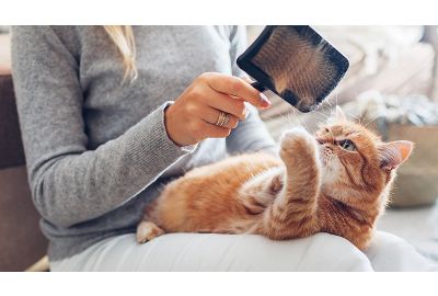 Fellpflege bei Katzen