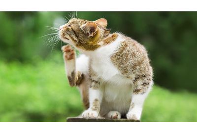 Futtermittelallergie oder -unverträglichkeit bei Katzen