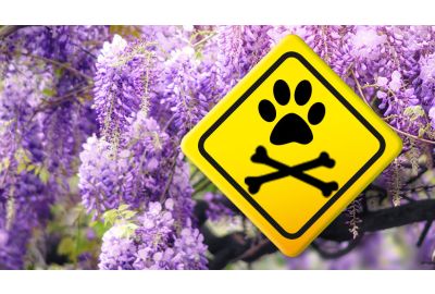 Giftige Pflanzen für Hund & Katze