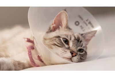 Hauterkrankungen bei Katzen