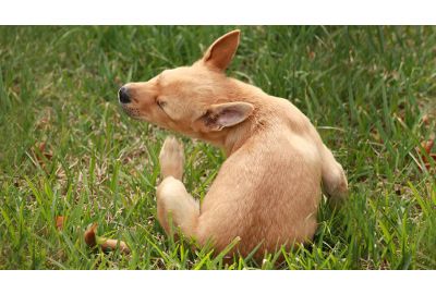 Futtermittelunverträglichkeit beim Hund