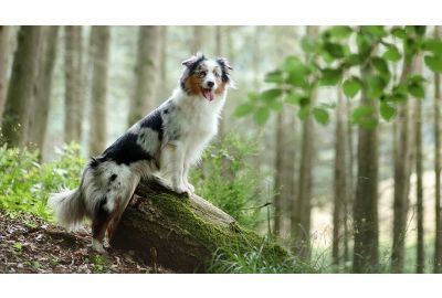 Entgiftung durch Detox beim Hund