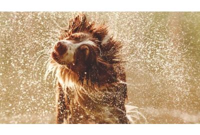 Fellpflege beim Hund