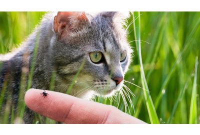 Zeckenschutz für Katzen