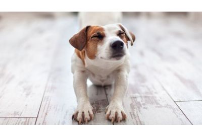 Stress beim Hund vorbeugen