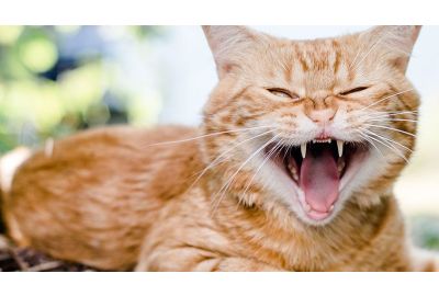 Zahnerkrankungen bei der Katze