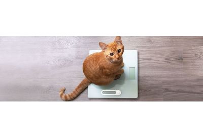 Was ist das ideale Gewicht einer Katze?