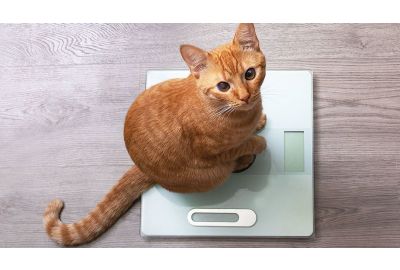 Was ist das ideale Gewicht einer Katze?