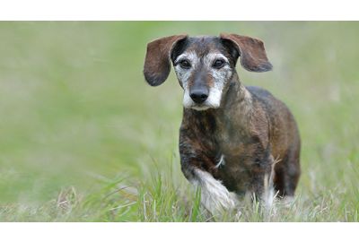 Seniorenfutter für Hunde